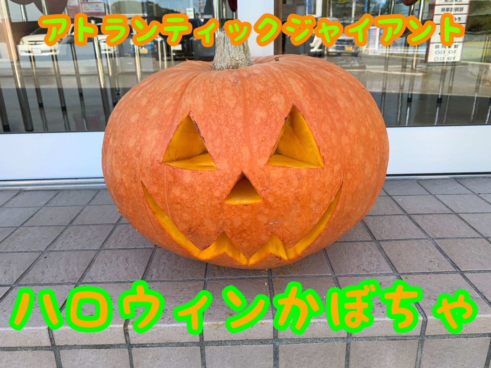 アトランティックジャイアント》 ハロウィンかぼちゃがやってきました！ - 嬬恋三原店